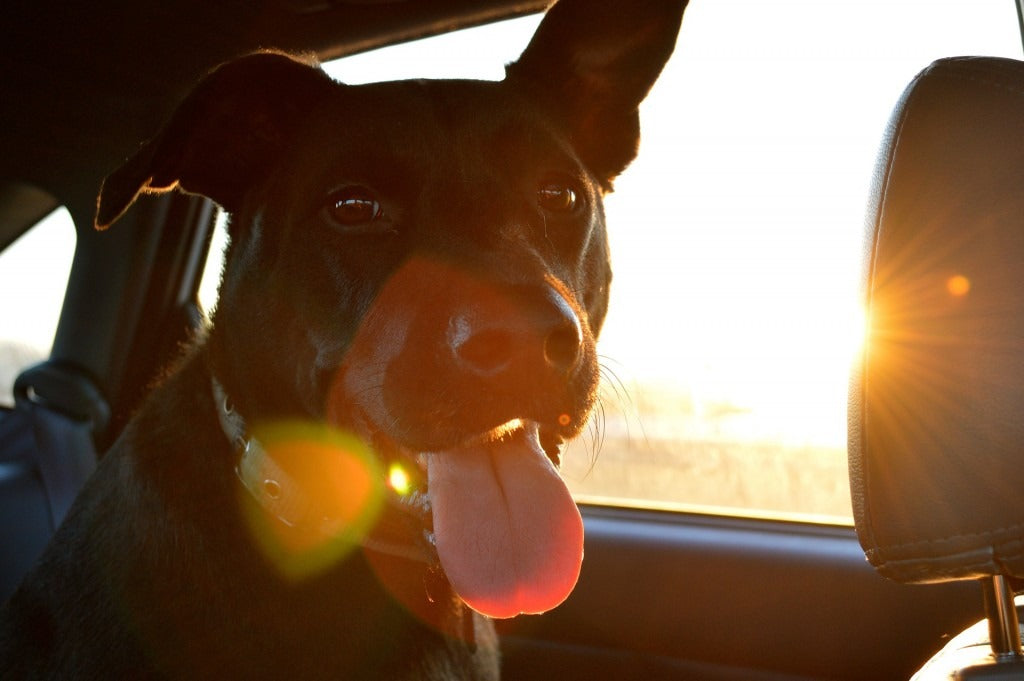 5 Simple Ways to Keep Your Pet Happy and Healthy Every Day