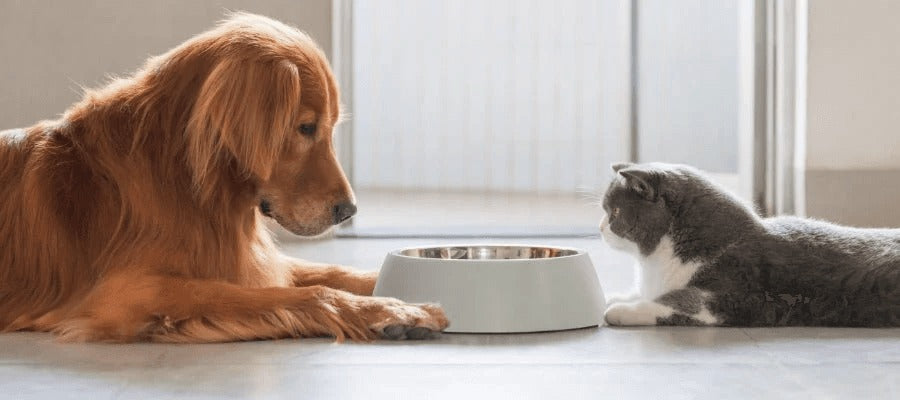 Must-Have Essentials for New Pet Parents